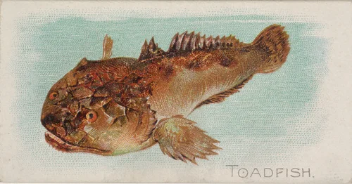 Toadfish, from the Fish from American Waters series (N8) for Allen & Ginter Cigarettes Brands by Allen & Ginter, print, 1889