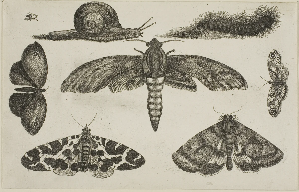 Six Insects, a Caterpillar, and a Snail, from Diversae Insectorum...Figurae by Wenceslaus Hollar, print, 1644-1652