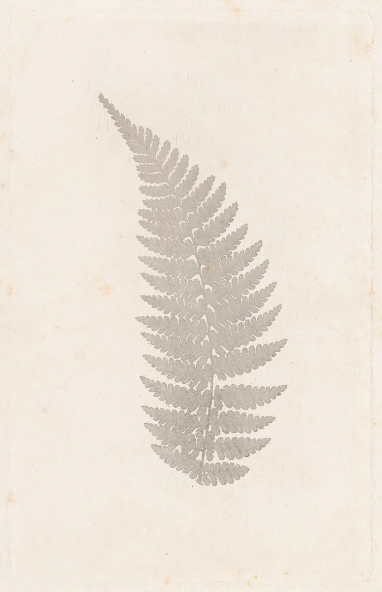 Fern by William Henry Fox Talbot, photograph, 1852