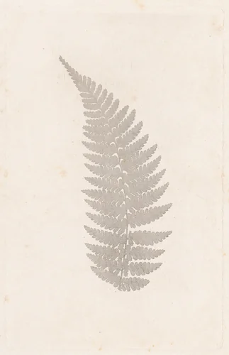 Fern by William Henry Fox Talbot, photograph, 1852