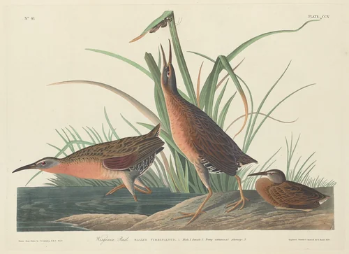 Virginia Rail by Robert Havell, Jr.; John James Audubon, print, 1834