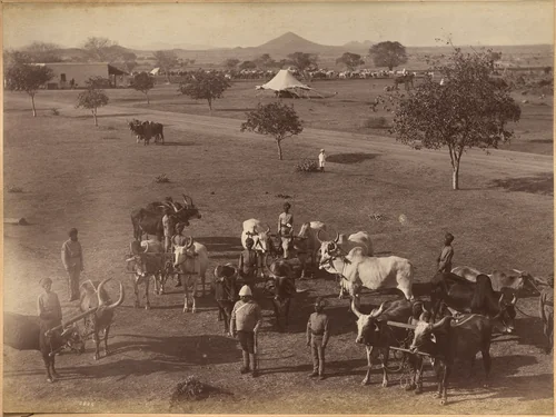Bullocks of Elephant Battery, Jhansi by Raja Deen Dayal, photograph, 1877-1892