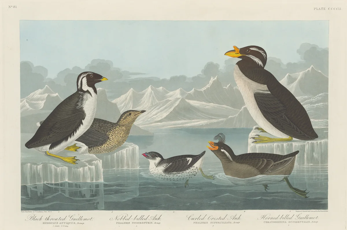 Black-throated Guillemot, Nobbed-billed Auk, Curled-Crested Auk and Horned-billed Guillemot by Robert Havell, Jr.; John James Audubon, print, 1838