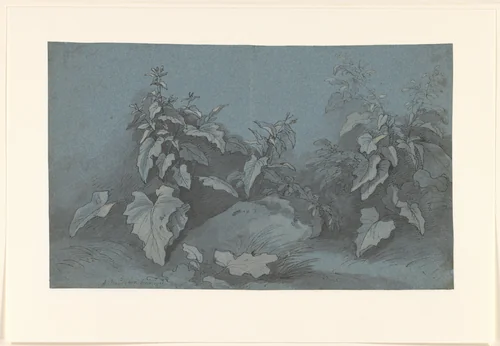 Plantenstudie by Adriaan Boudewyns, drawing, 1711