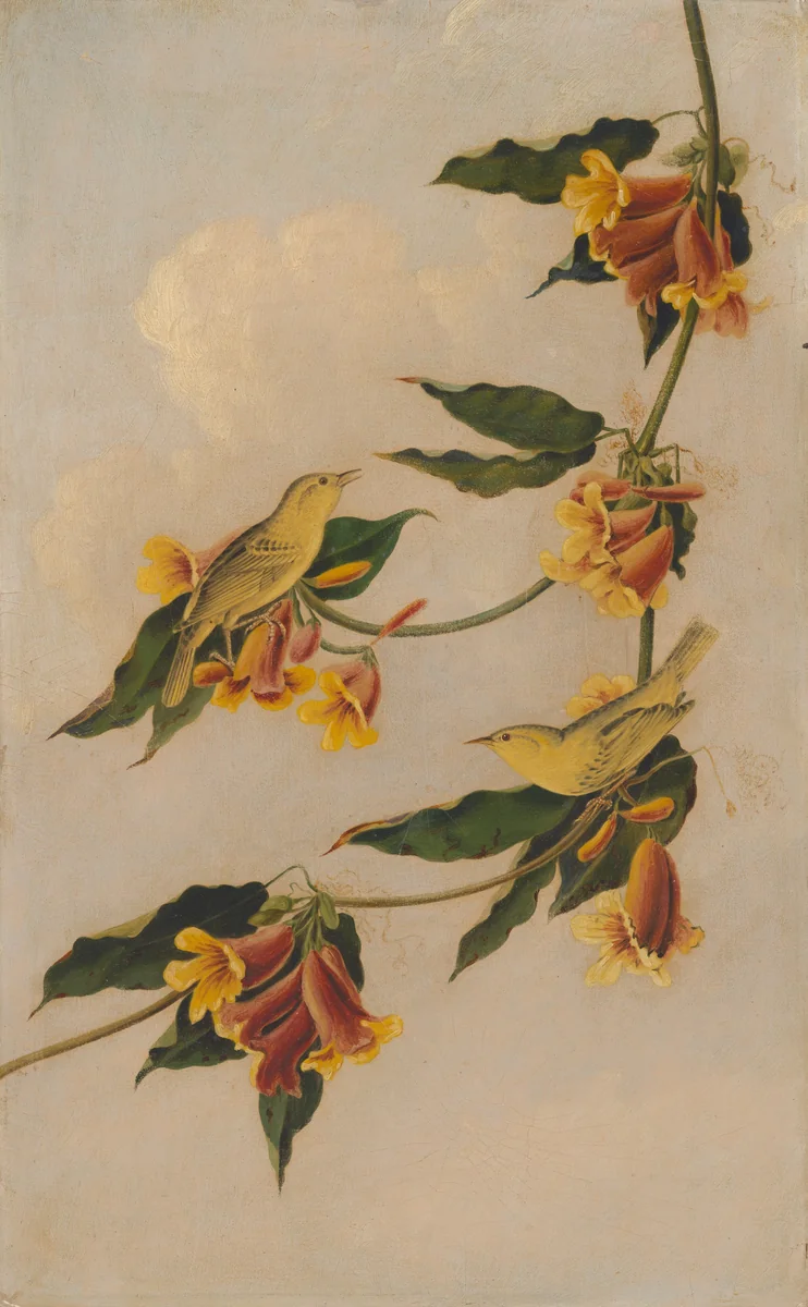 Yellow Warbler by Joseph Bartholomew Kidd, painting, 1830-1833