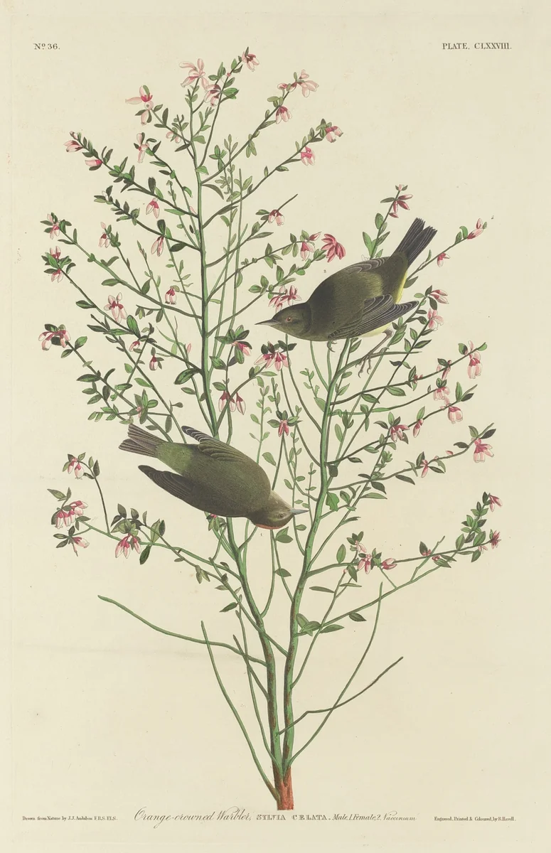 Orange-crowned Warbler by Robert Havell, Jr.; John James Audubon, print, 1833