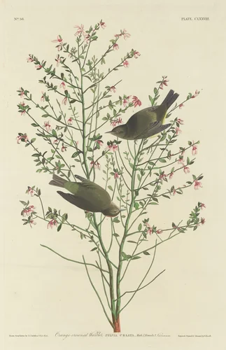 Orange-crowned Warbler by Robert Havell, Jr.; John James Audubon, print, 1833