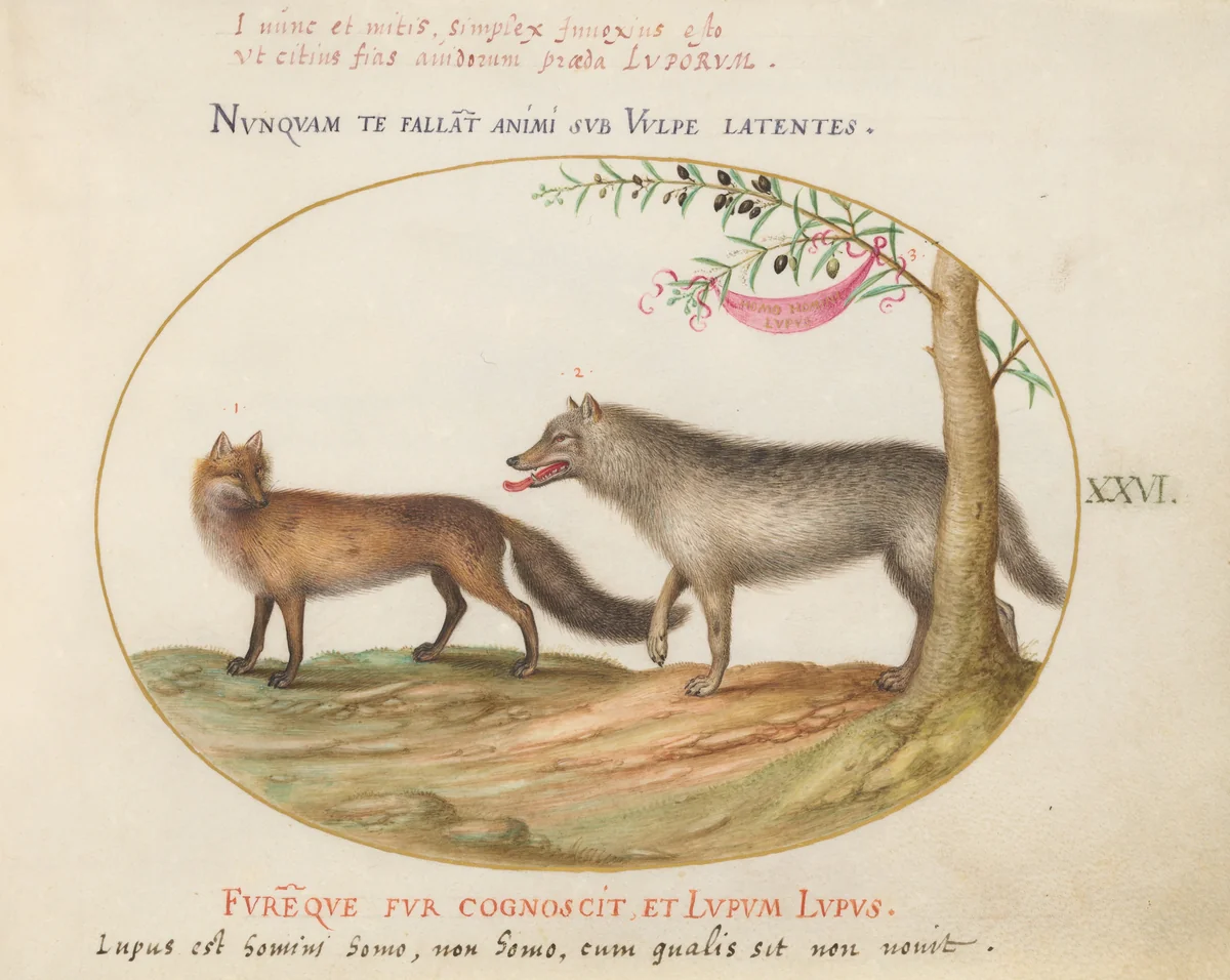 Plate 26: A Red Fox and a Wolf by Joris Hoefnagel, drawing, 1570-1599