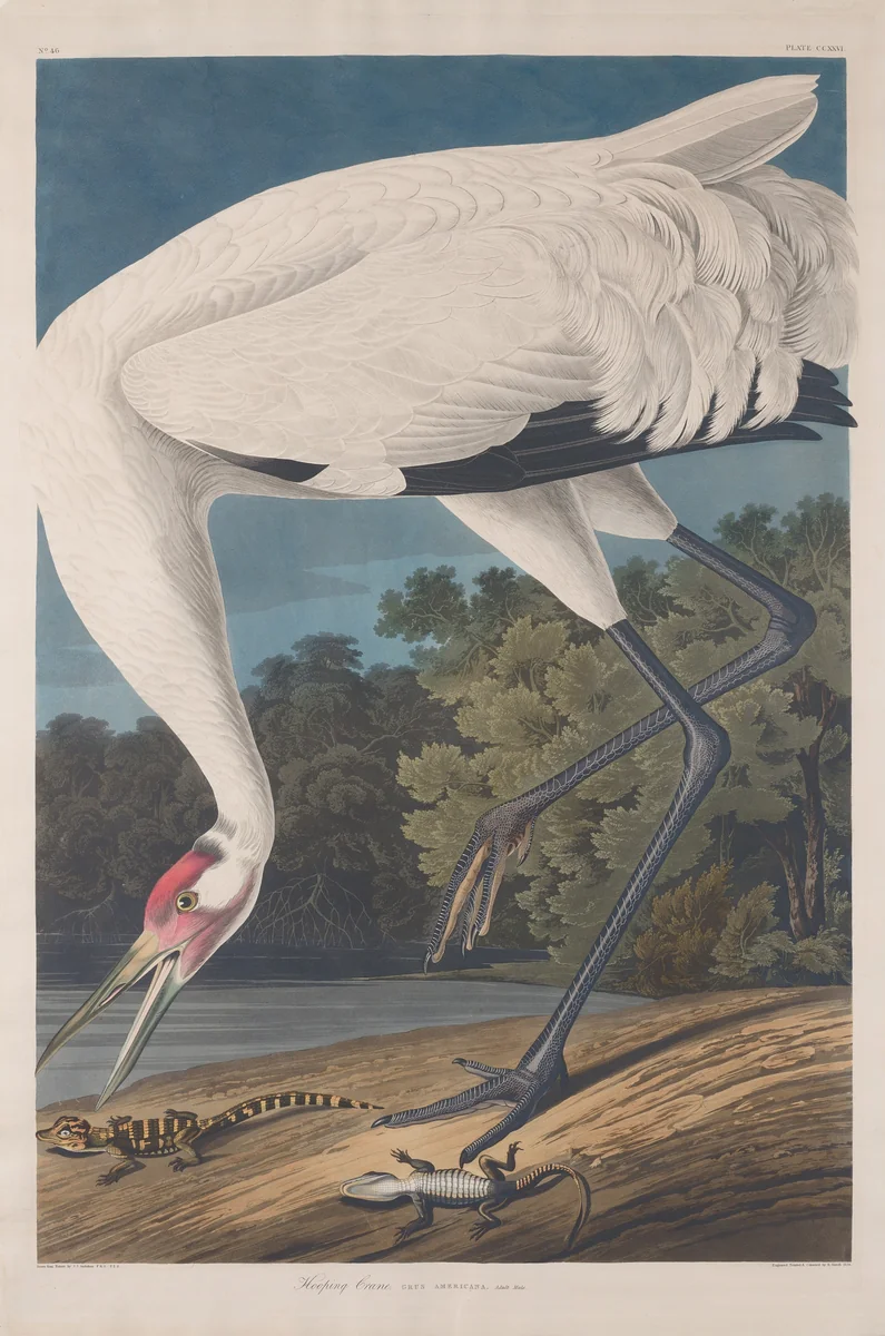 Hooping Crane by Robert Havell, Jr.; John James Audubon, print, 1834
