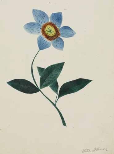 Star Flower by Mary Altha Nims, drawing, 1840-1899