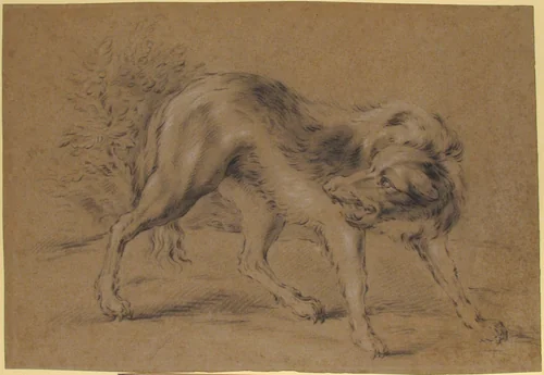 Angry Dog by Jean-Baptiste Oudry, drawing, 1700-1755