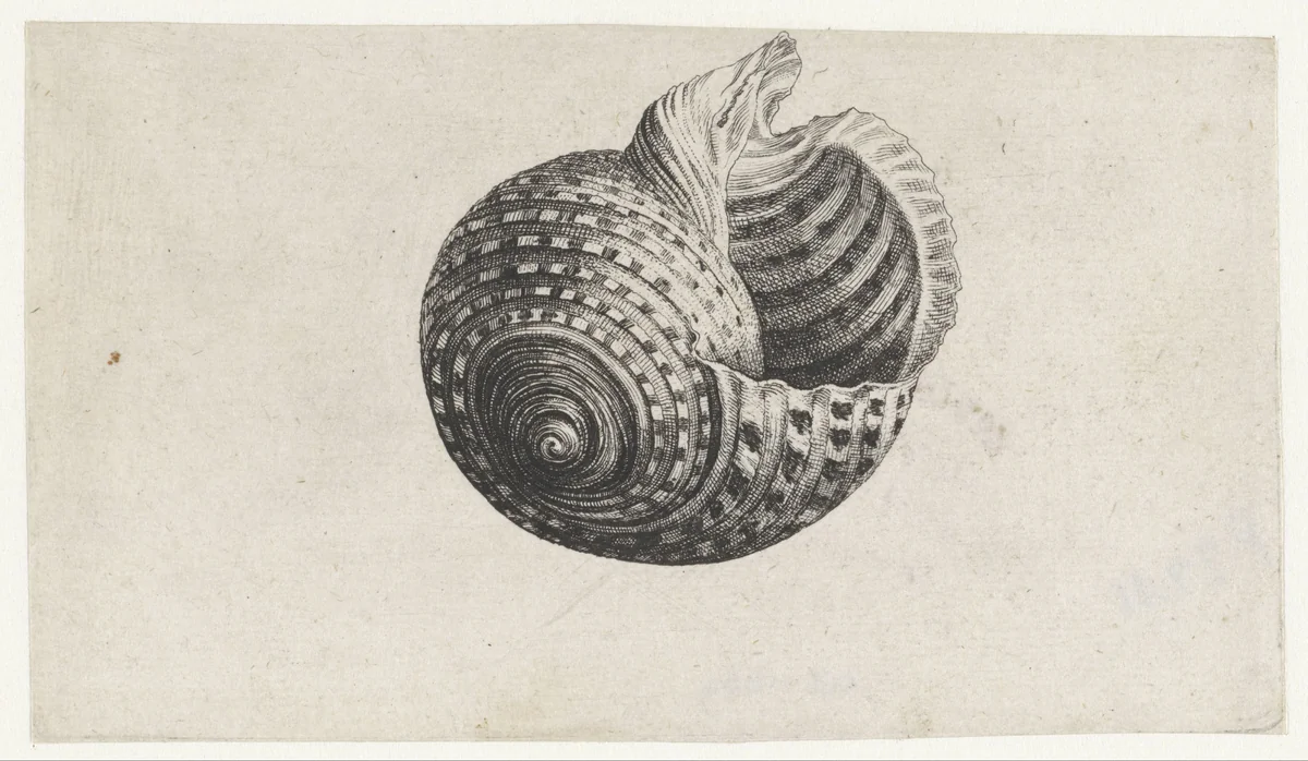 Schelp, tonna dolium by Wenceslaus Hollar, print, 1644-1652