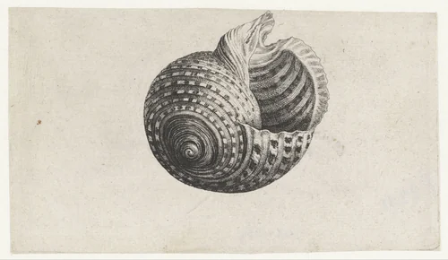 Schelp, tonna dolium by Wenceslaus Hollar, print, 1644-1652