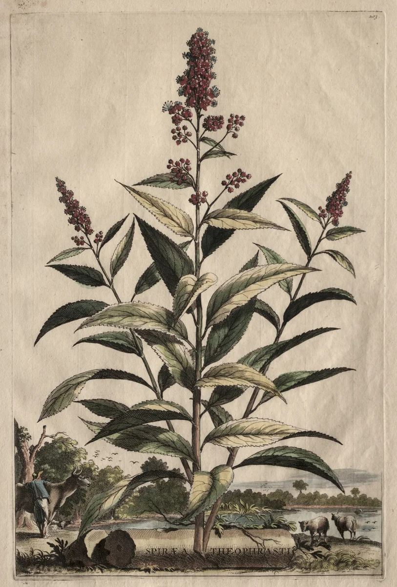 Phytographia Curiosa: Spiraea Theophrasti by Abraham Munting, print, 1651-1683