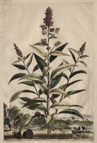 Phytographia Curiosa: Spiraea Theophrasti by Abraham Munting, print, 1651-1683