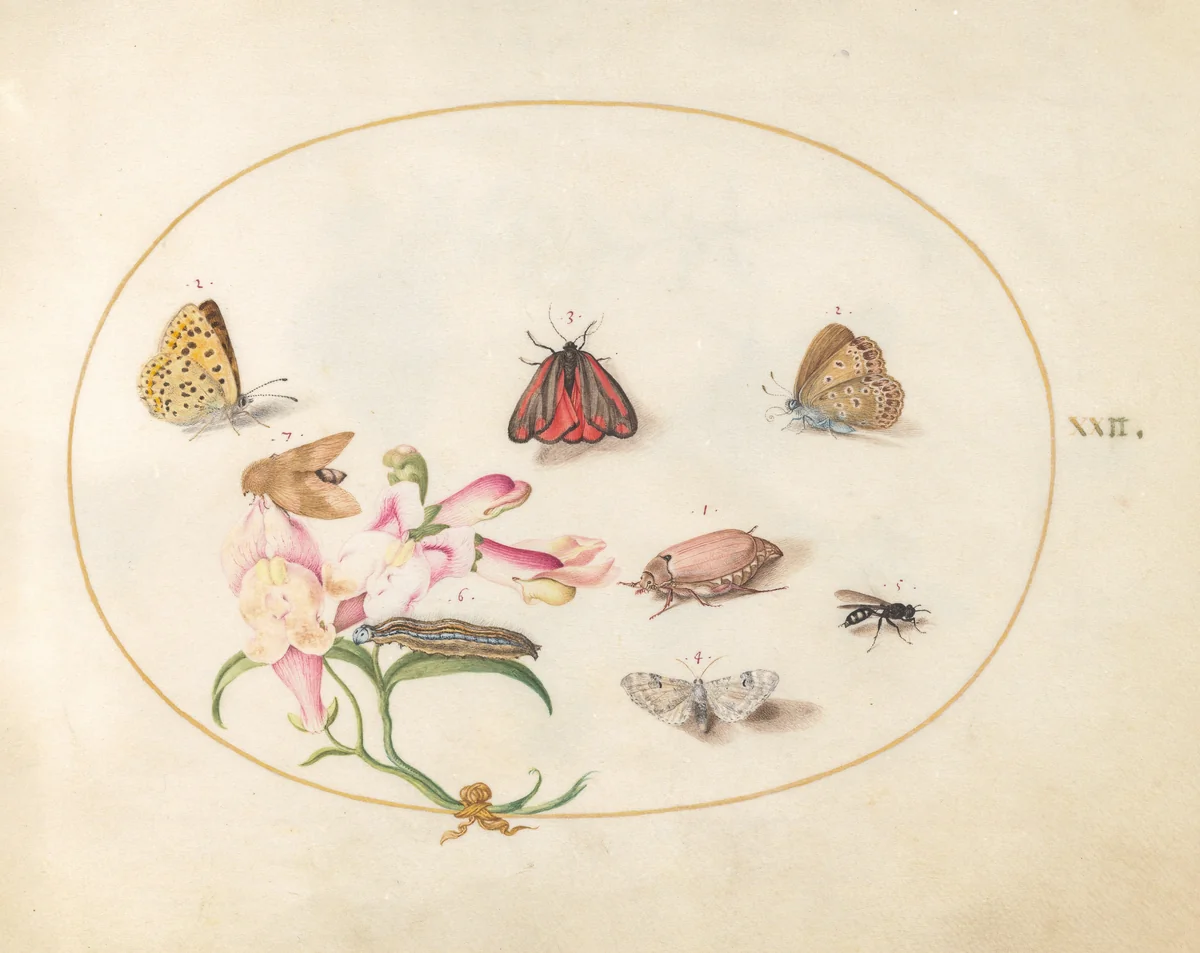 Plate 22: A Cinnabar Moth and a Cockchafer with Butterflies, other Insects, and a Snapdragon by Joris Hoefnagel, drawing, 1570-1599