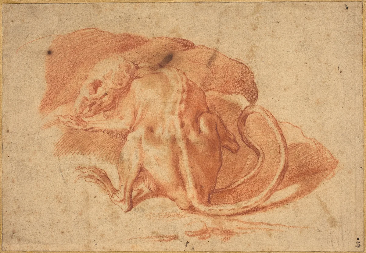 A Partially Skinned Rat by anonymous, drawing, 1580-1630