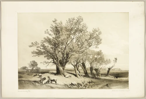 Pollard Willow, from The Park and the Forest by James Duffield Harding, print, 1841