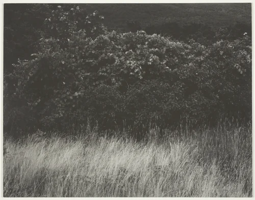 Hedge and Grasses - Lake George by Alfred Stieglitz, photograph, 1933