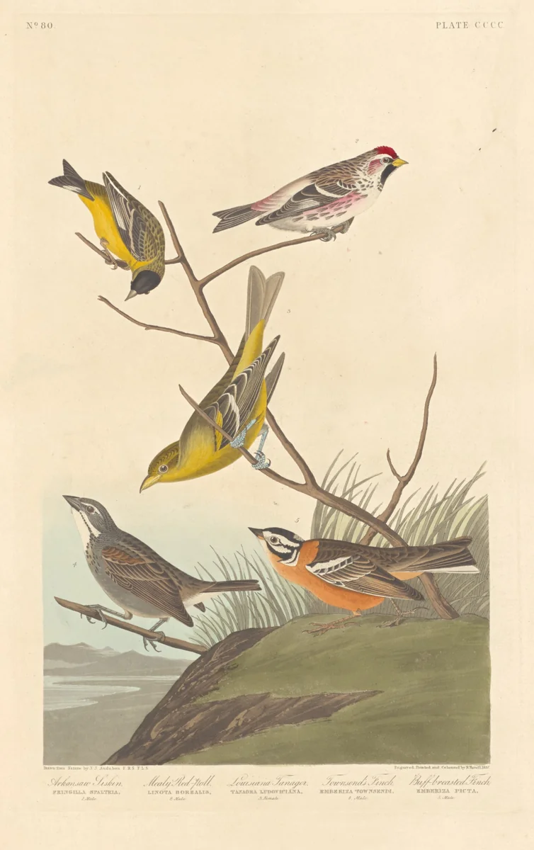 Arkansaw Siskin, Mealy Red-poll, Louisiana Tanager, Townsend's Finch and Buff-breasted Finch by Robert Havell, Jr.; John James Audubon, print, 1837