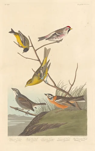 Arkansaw Siskin, Mealy Red-poll, Louisiana Tanager, Townsend's Finch and Buff-breasted Finch by Robert Havell, Jr.; John James Audubon, print, 1837