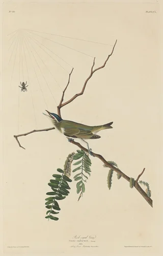 Red-Eyed Vireo by Robert Havell, Jr.; John James Audubon, print, 1832