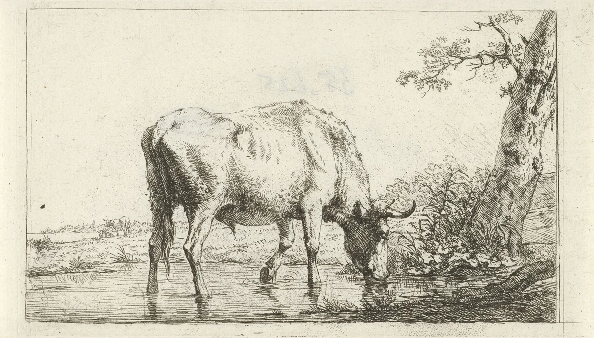 Drinkende stier by Jan Kobell, print, 1788-1814