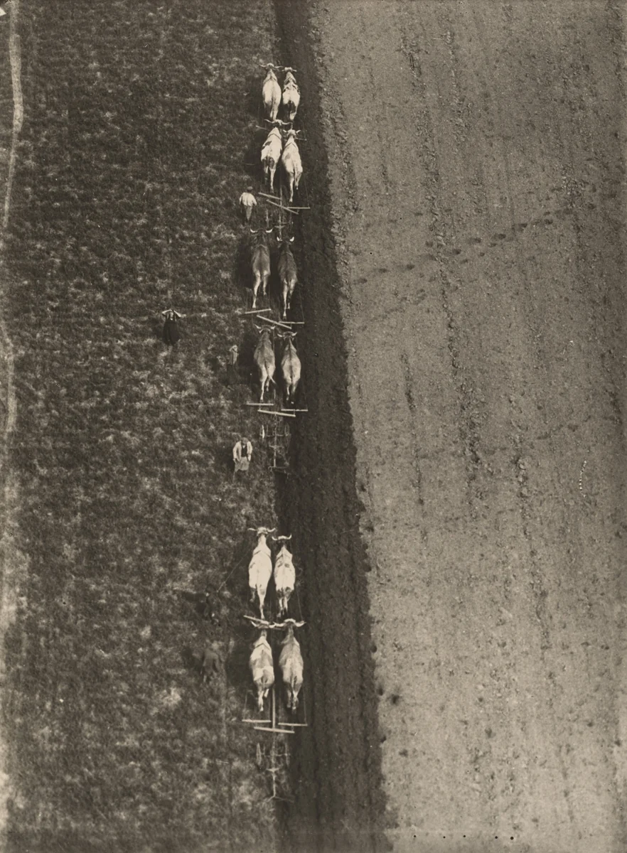 Oxen Plowing by Robert Petschow, photograph, 1930