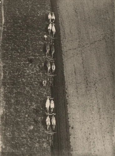 Oxen Plowing by Robert Petschow, photograph, 1930