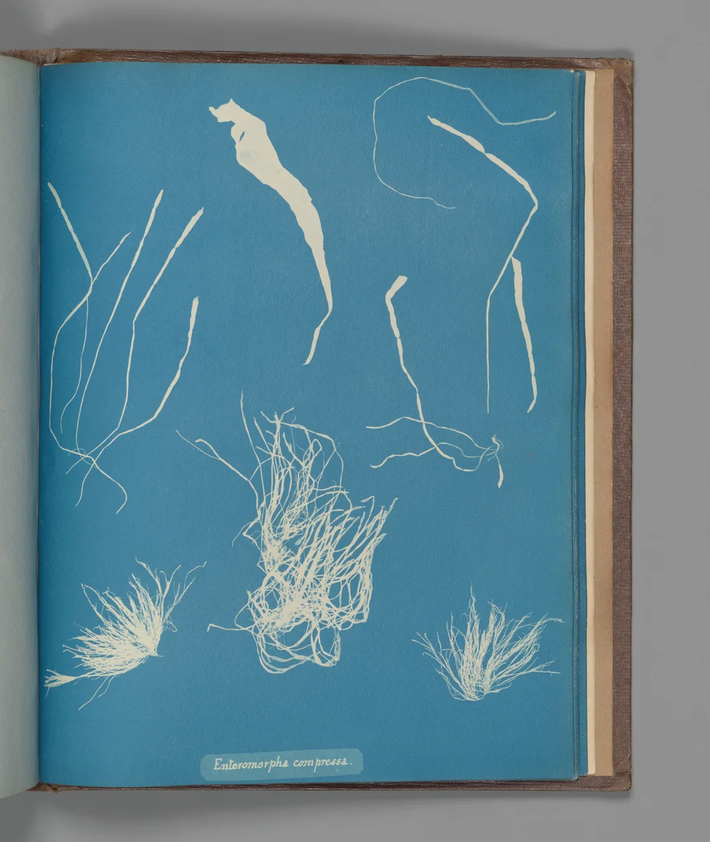 Enteromorpha compressa by Anna Atkins, photograph, 1851-1855