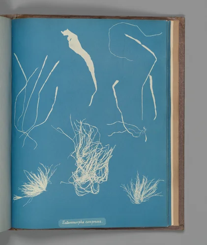Enteromorpha compressa by Anna Atkins, photograph, 1851-1855