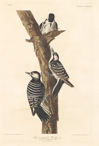 Red-cockaded Woodpecker by Robert Havell, Jr.; John James Audubon, print, 1837