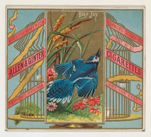 Blue Jay, from the Birds of America series (N37) for Allen & Ginter Cigarettes by Allen & Ginter, print, 1888