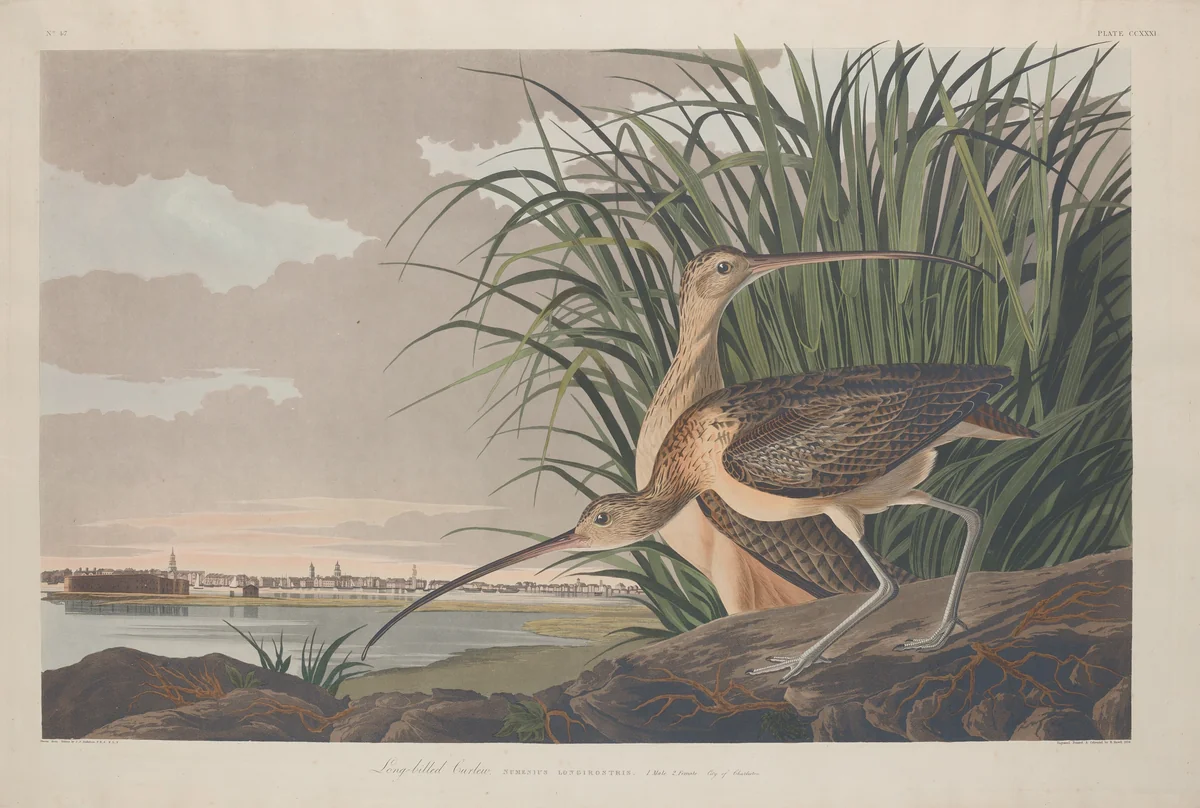 Long-billed Curlew by Robert Havell, Jr.; John James Audubon, print, 1834