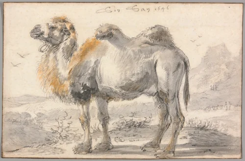 A Camel by Cornelis Saftleven, drawing, 1646