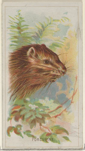 Porcupine, from the Wild Animals of the World series (N25) for Allen & Ginter Cigarettes by Allen & Ginter, print, 1888