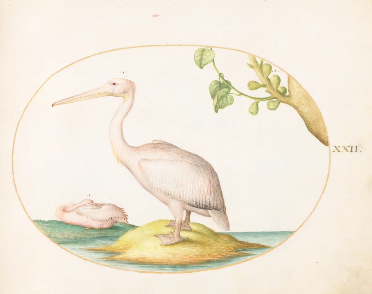 Plate 22: Two White Pelicans with a Sycamore Fig by Joris Hoefnagel, drawing, 1570-1599