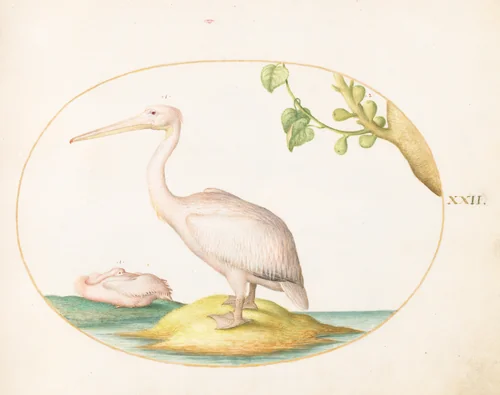 Plate 22: Two White Pelicans with a Sycamore Fig by Joris Hoefnagel, drawing, 1570-1599