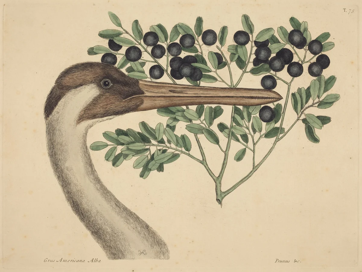 The Hooping Crane (Ardea Americana) by Mark Catesby, print, 1731-1743