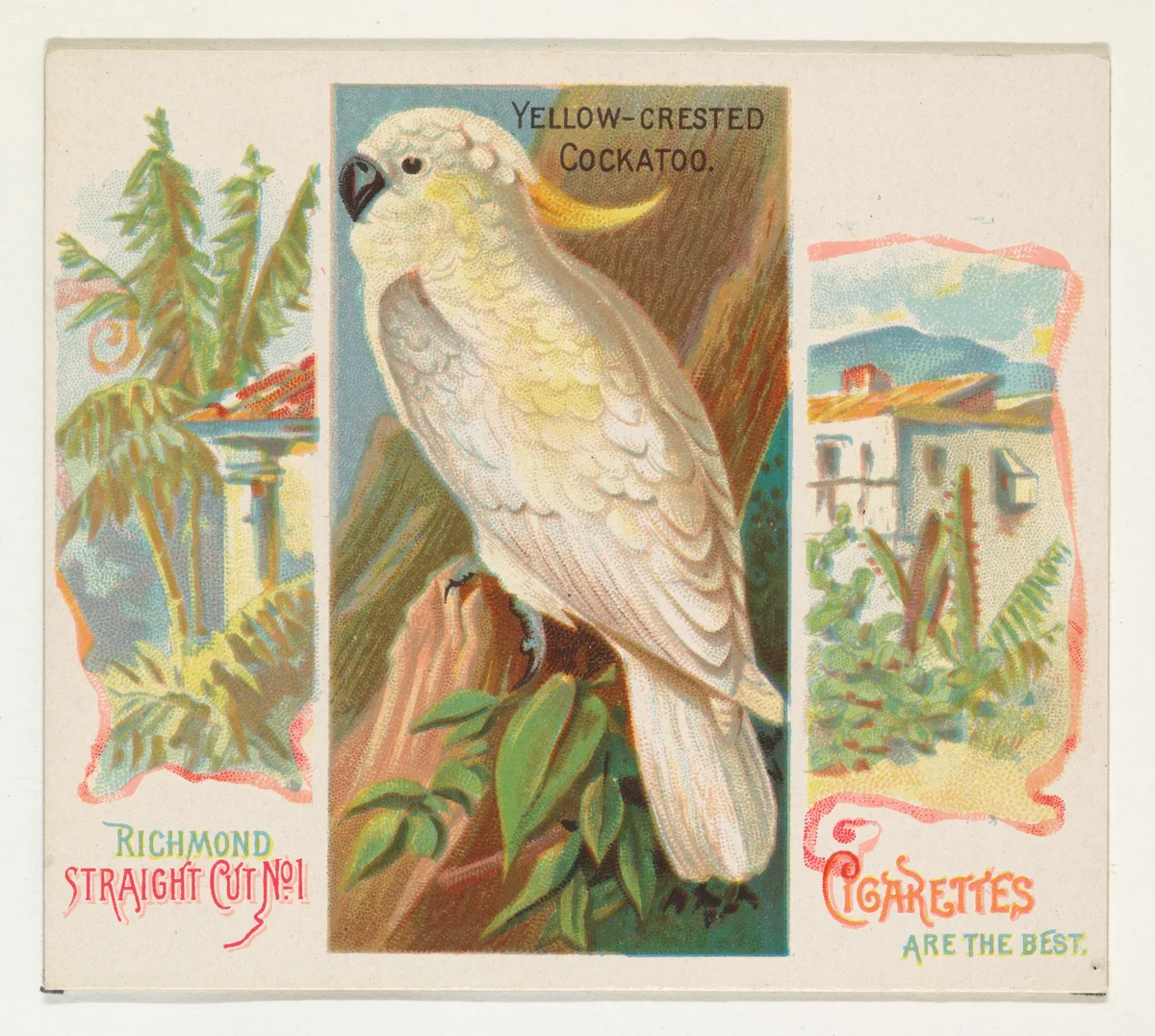 Yellow-Crested Cockatoo, from Birds of the Tropics series (N38) for Allen & Ginter Cigarettes by Allen & Ginter, print, 1889