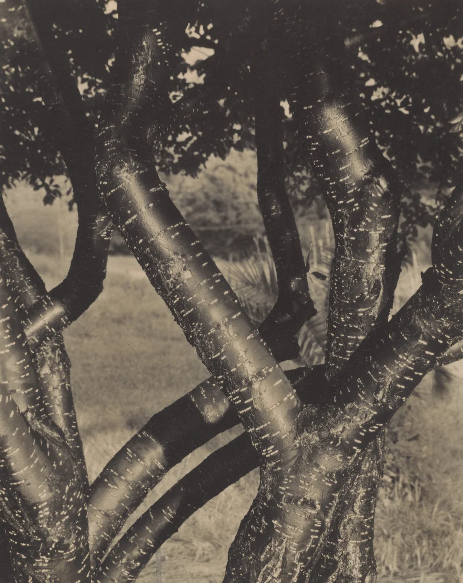 The Dancing Trees by Alfred Stieglitz, photograph, 1922