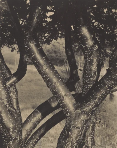 The Dancing Trees by Alfred Stieglitz, photograph, 1922