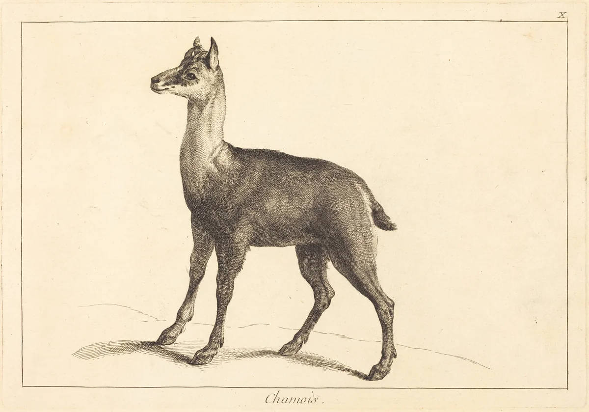 Chamois (Chamois) by Jean Eric Rehn; Jacques-Philippe Le Bas; Jean-Baptiste Oudry, print, 1707-1783