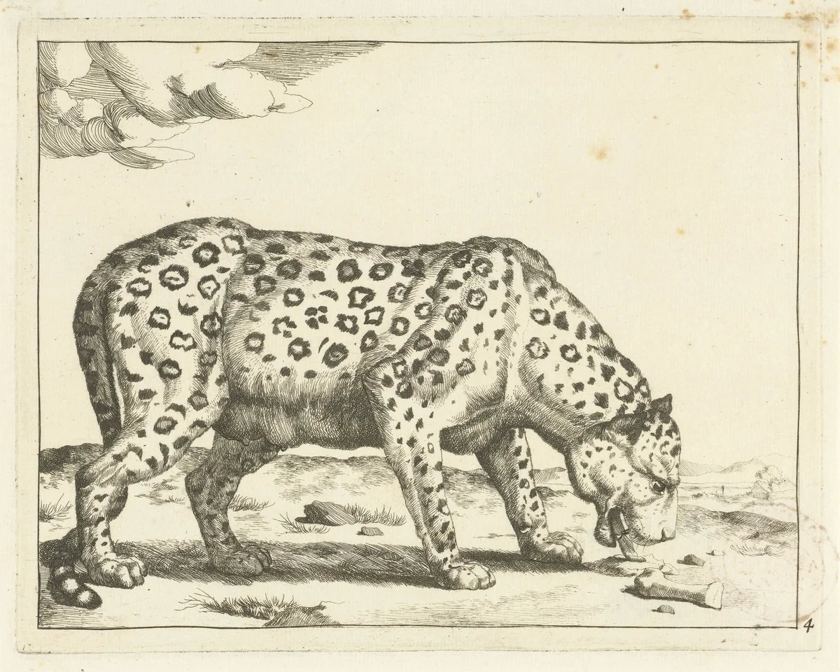 Etend luipaard by Marcus de Bye, print, 1657-1677