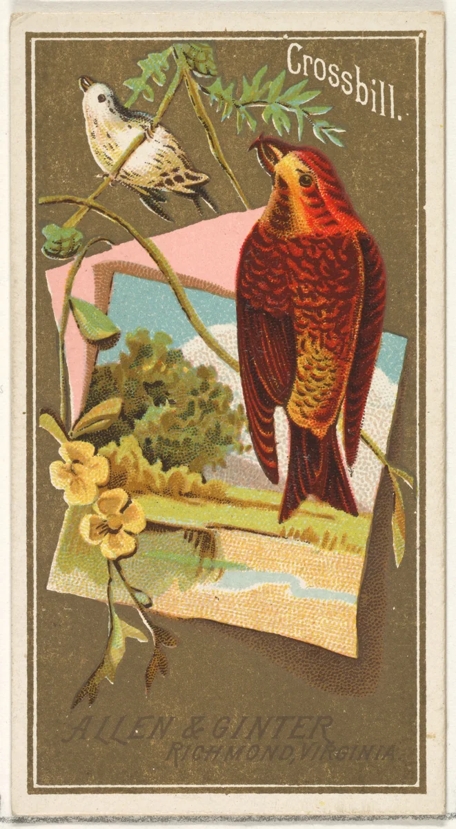 Crossbill, from the Birds of America series (N4) for Allen & Ginter Cigarettes Brands by Allen & Ginter, print, 1888