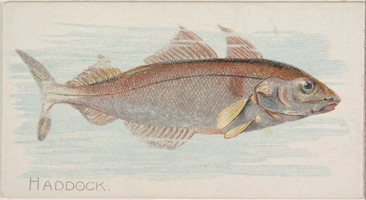 Haddock, from the Fish from American Waters series (N8) for Allen & Ginter Cigarettes Brands by Allen & Ginter, print, 1889