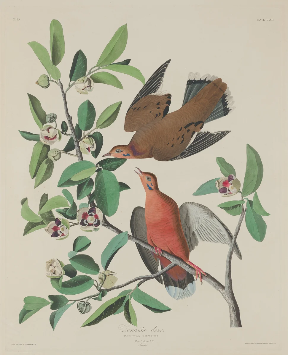 Zenaida Dove by Robert Havell, Jr.; John James Audubon, print, 1833