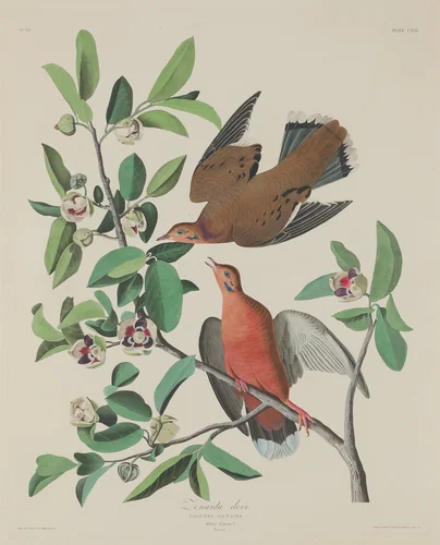 Zenaida Dove by Robert Havell, Jr.; John James Audubon, print, 1833