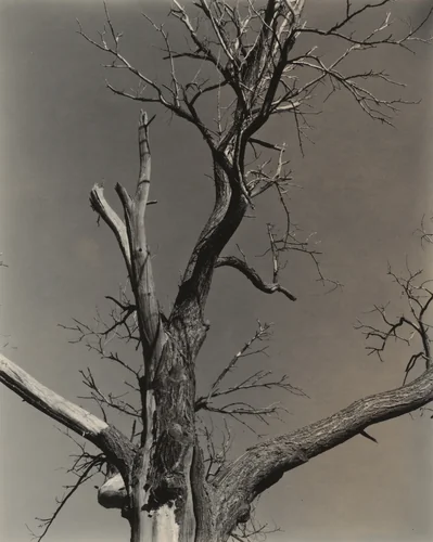 The Dying Chestnut Tree by Alfred Stieglitz, photograph, 1927