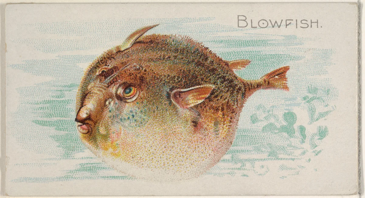Blowfish, from the Fish from American Waters series (N8) for Allen & Ginter Cigarettes Brands by Allen & Ginter, print, 1889